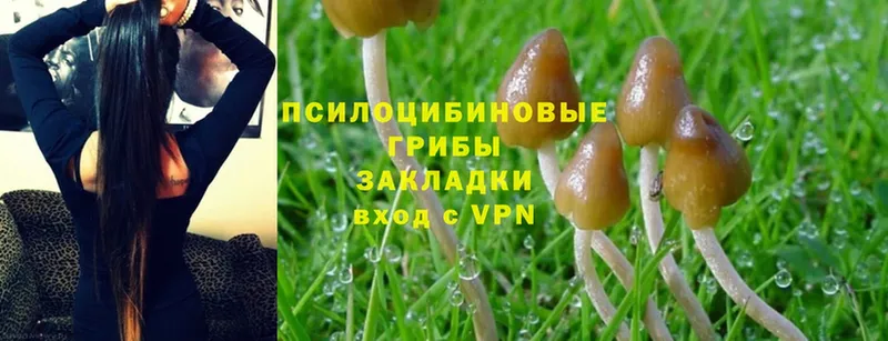 даркнет сайт  Мегион  Галлюциногенные грибы Psilocybe 